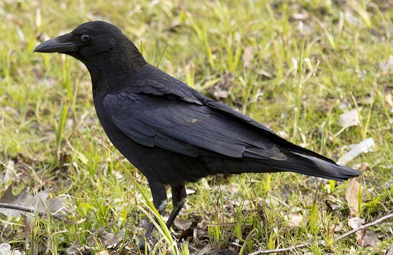 Crna vrana Corvus corone corone