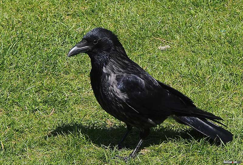 Obični gavran Corvus corax