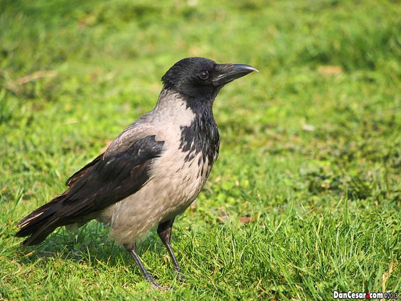 Siva vrana Corvus cornix