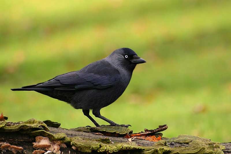 Čavka Corvus monedula